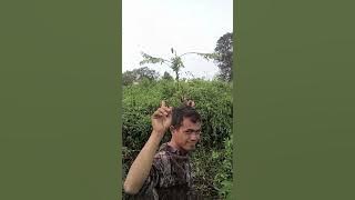 Cara mulut punai yang sesungguh nya@pulutKalimantan