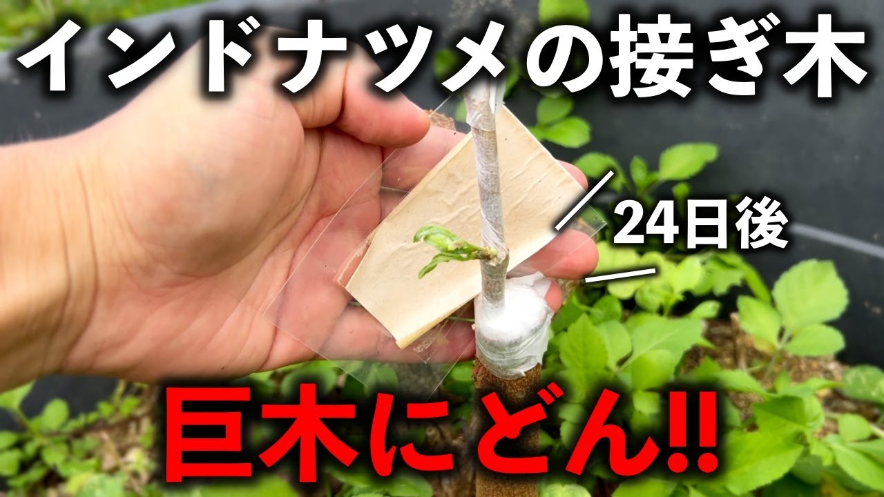 インドナツメ　繋ぎ木 Grafting the rare fruit tree 