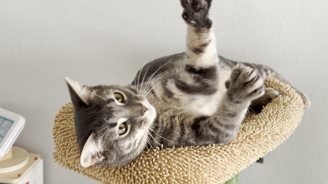 Lazy Cats Game