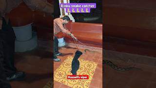 Russells Viper Rescue Videosnake Catching Video
