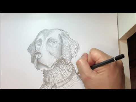 Video: Come Disegnare La Testa Di Un Cane