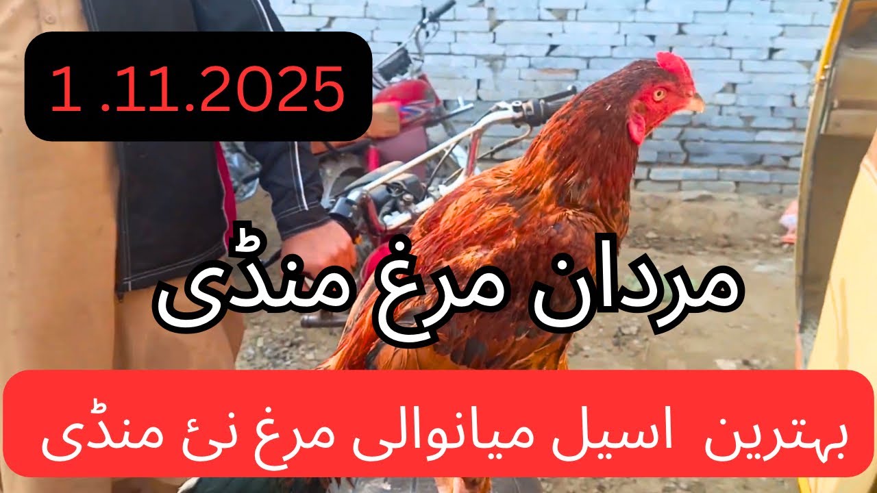 1.11.2025 Best Aseel Mianwali Murgh New Mandi | Mardan Murgh Mandi 