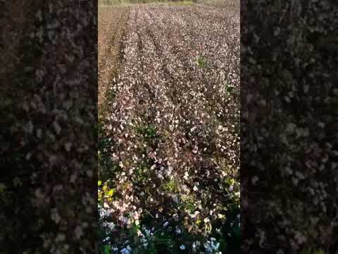 John Deere 99-65