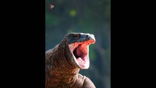 Never Go Near Komodo Dragon |😲😲| #shorts