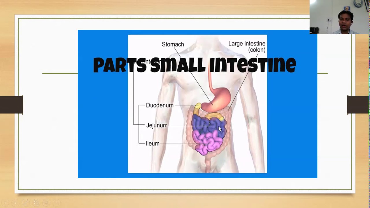 Details of Small Intestine//Structure//Function//Pancreatic Juice//Bile