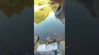 Whispers by the Lake: A Close-Up Journey