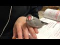 声をかけられて返事をする文鳥 Java sparrow