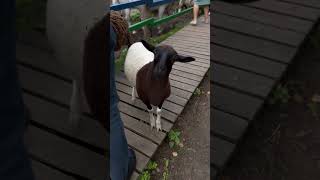 Наше мини приключение в #парк_добрый #кинешма #кислячиха полное видео в телеграм канале