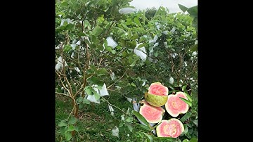 Con Đường Ta Tự Chọn Có Gì Khó Khăn Đâu . . .