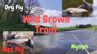 Spring trout on a Northern urban river - a magical hour I won't forget!