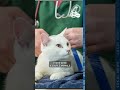 Neighbor defends pet owner after 74 animal seized from home in cruelty & neglect probe