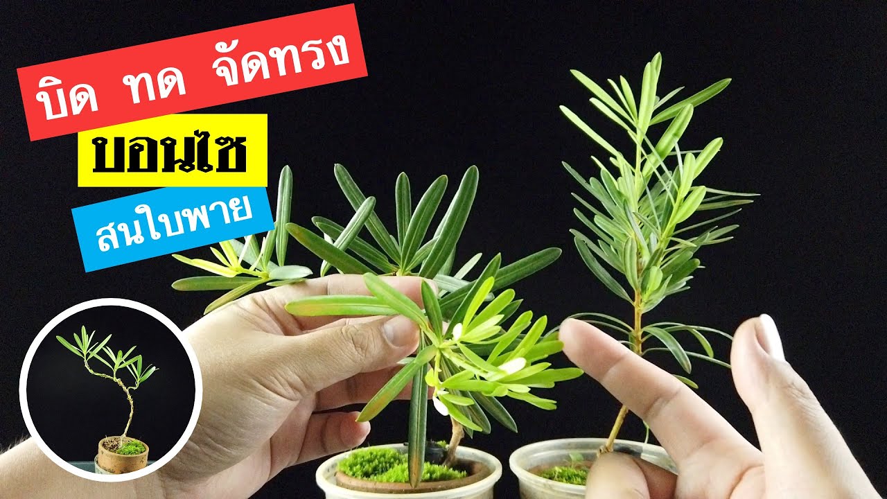 บอนไซ : การเริ่มต้นของบอนไซสนใบพาย (Podocarpus polystachyus) | Bonsai 010
