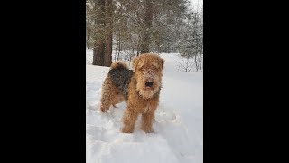 Мой пёс Дар-ездовая собака. Идём на прогулку. Мой пёс Дар-ездовая собака. Идём на прогулку.