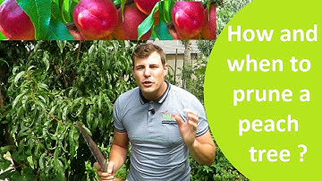 How and when to prune a peach tree that flowers in spring on old wood.