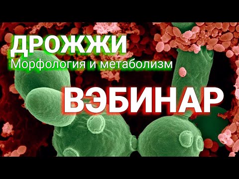 ДРОЖЖИ. Вэбинар. Инженер-технолог бродильных производств Виталий Моторин.