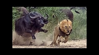 [Amazing] 12 Shocking Animal Attacks on Cameras