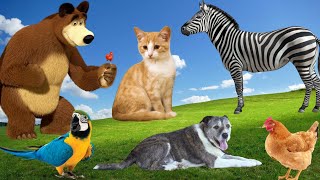 Cute little Animals:Cat,Dog, Chicken, Horse,Bear, Parrot..- Animal Moments by Animal Moments  345 views 3 months ago 8 minutes, 29 seconds