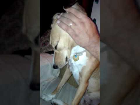 Βίντεο: Αθέλητη κίνηση των ματιών σε σκύλους