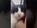 【保護猫】ゴロゴロゴロゴロゴロゴロゴロゴロ#cat #猫のいる暮らし #保護猫 #ハチワレ