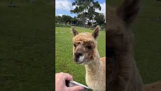 Molly the Alpaca (aka our ‘long neck goat’) #shorts #alpaca #farm