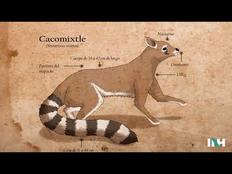 CACOMIXTLE