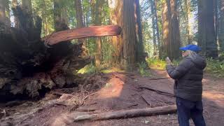 Tamra Davis Travel Show - Redwoods