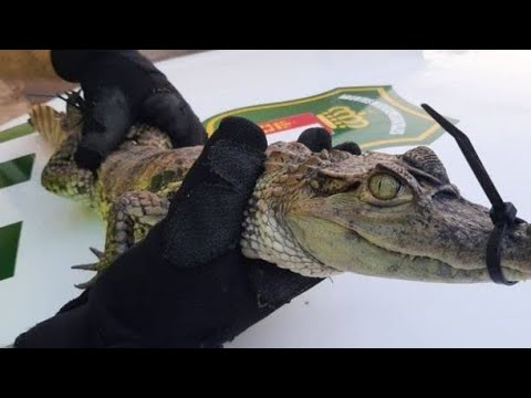 Crocodile Chaos: Tourists Freak Out in Spain!