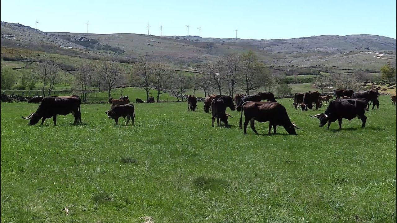 Apresentação do Projeto Terra Maronesa