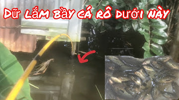 Câu Cá Rô Đồng - Đụng Ngay Ổ Cá Khủng Ú Nu/ Yêu Lắm Miền Tây