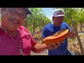 En el corte de papaya en nueva Italia Michoacan el empacador más rápido del oeste