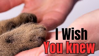 18 Things Your Cat Wants You to Know