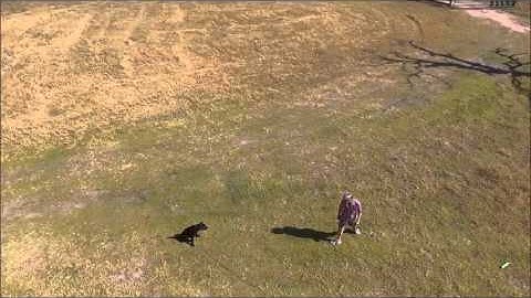 Watermark Retrievers puppy training Bill Hillmann