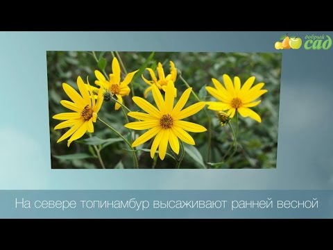 Посадка топинамбура - как правильно посадить топинамбур