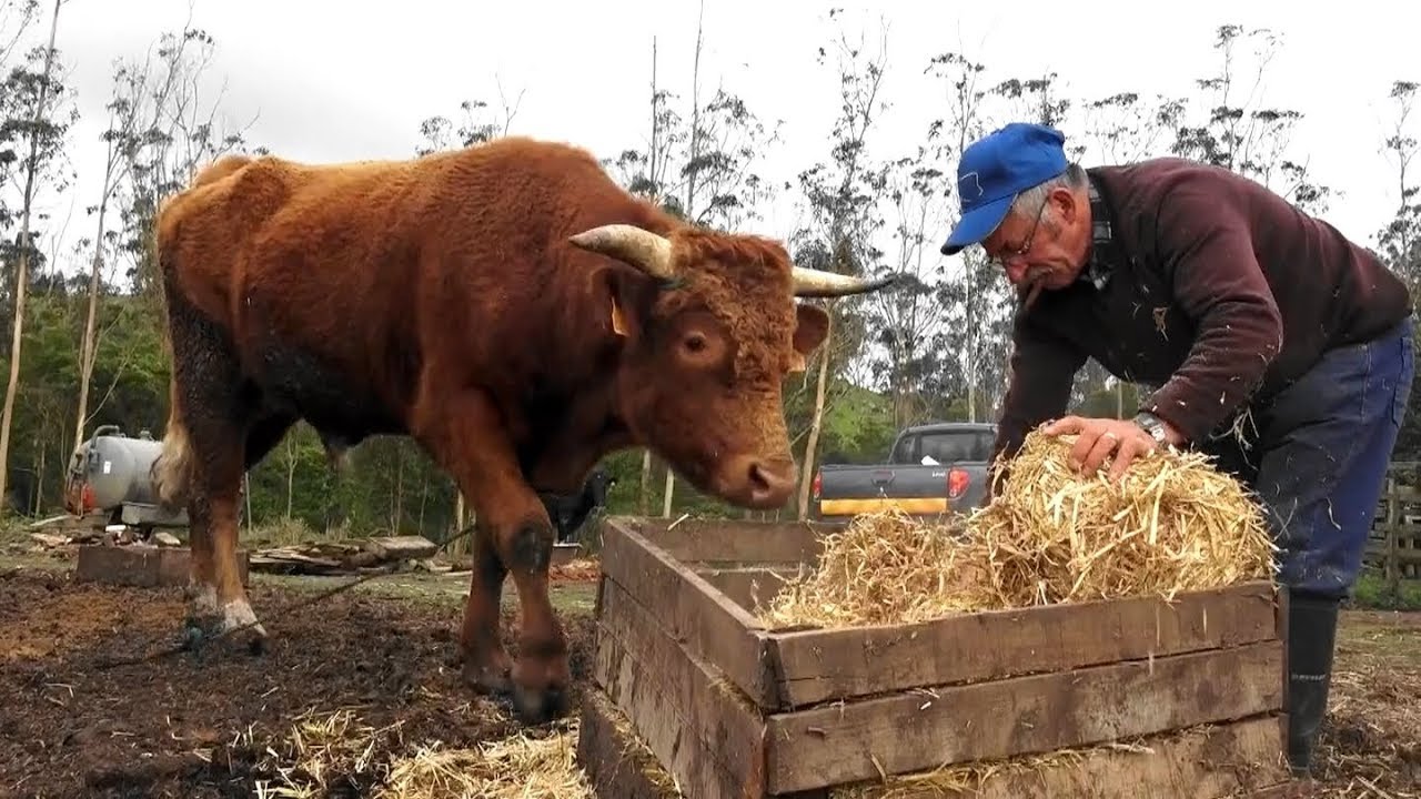 Os Animais Do Pedro Narciso - Ilha Terceira Açores
