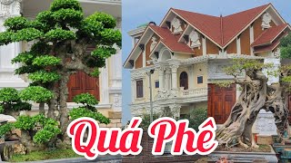 Dàn cây siêu Vip trong căn Biệt Thự Triệu Đô của Đại Gia Ninh Bình.