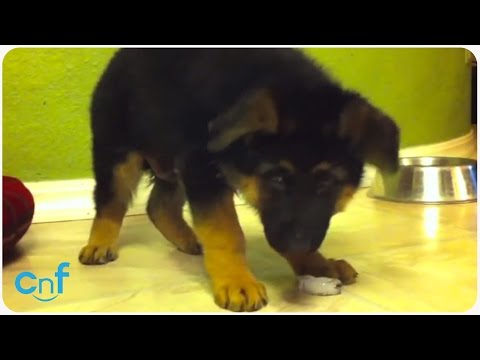 Puppy Sees Ice Cube For The First Time