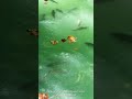 Carp More Than Just Pond Fish #carp #carpfish #fish