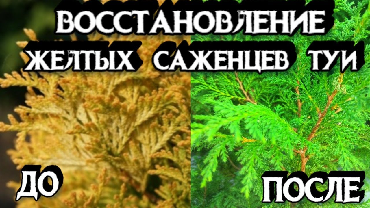 Как восстановить тую после. Пожелтевшие саженцы туи. Туя желтеет. Туя пожелтела после зимы. Саженцы туи пожелтели после посадки.