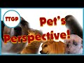 Pets perspective