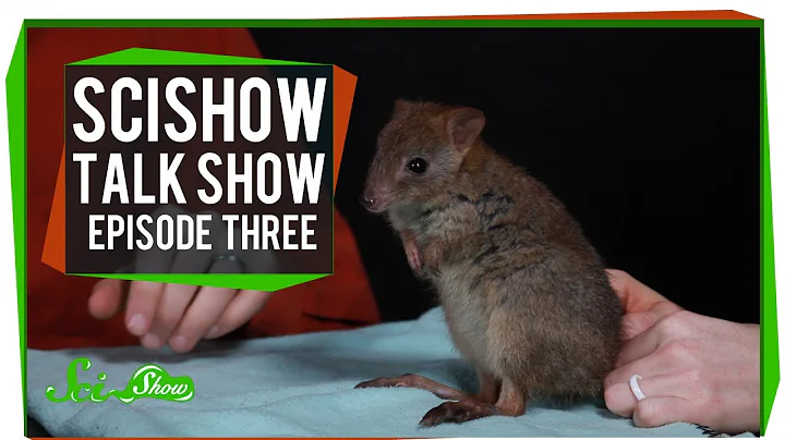 Katherine, Cats and a Brush-tailed Bettong: SciSho...
