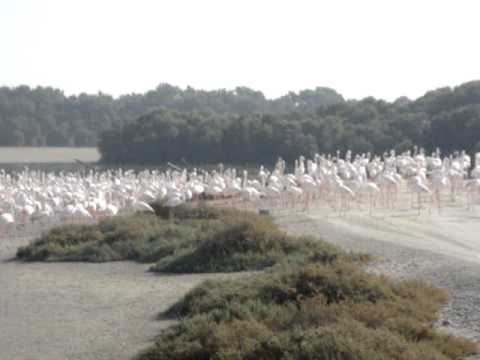 Ras Al Khor Wild Life Sanctuary