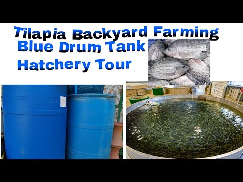 Video: Mating fish: mga tampok ng pag-aanak sa bahay