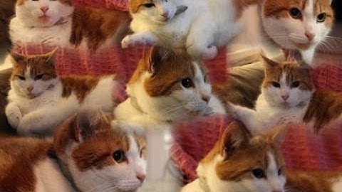 Constraint Satisfaction, An Introduction