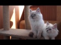 Neva Nasquerade kittens Siberian Kittens Невские маскарадные котята Сибирские котята