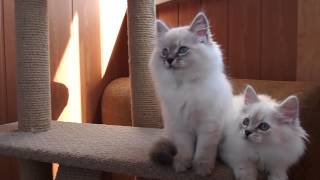 Neva Nasquerade kittens Siberian Kittens Невские маскарадные котята Сибирские котята Neva Nasquerade kittens Siberian Kittens Невские маскарадные котята Сибирские котята