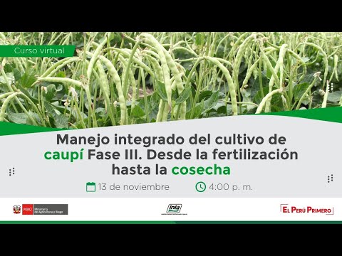 Video: Vigna Espárragos, Semillas, Preparación Del Suelo