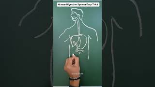 digram of the digestive system..viralvideo trendingvideo medical trendingshorts science viral