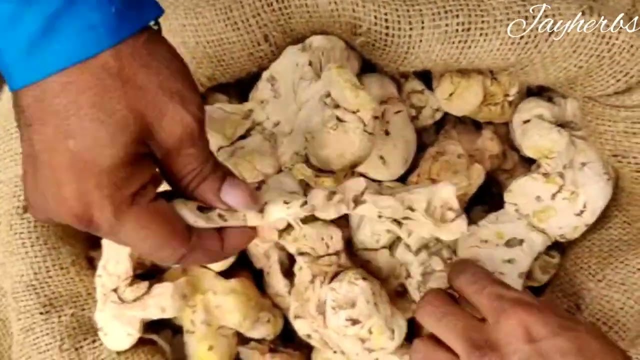 Smilax china || Chopchini Root || China Root || Liliaceae || Coprosmanthus Japonicus Kunth 