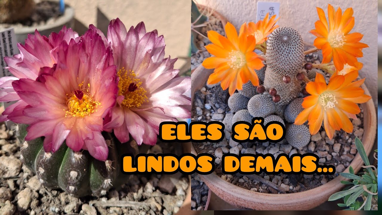 NOMES DE CACTOS QUE TEM LINDAS FLORES