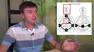 Племенной контур и его каналы